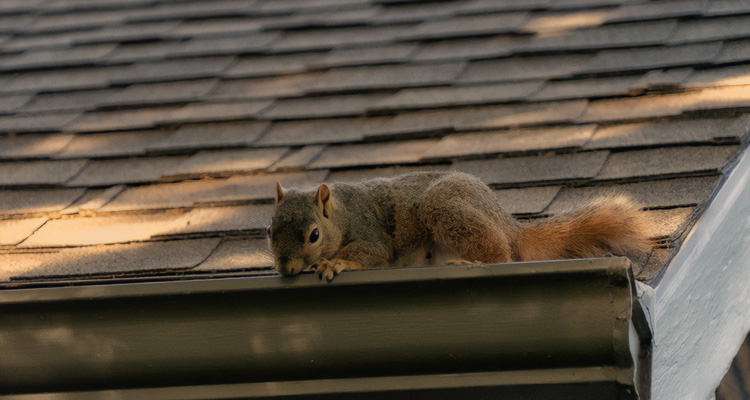 Are Pests Damaging Your Belleville, IL Roof?
